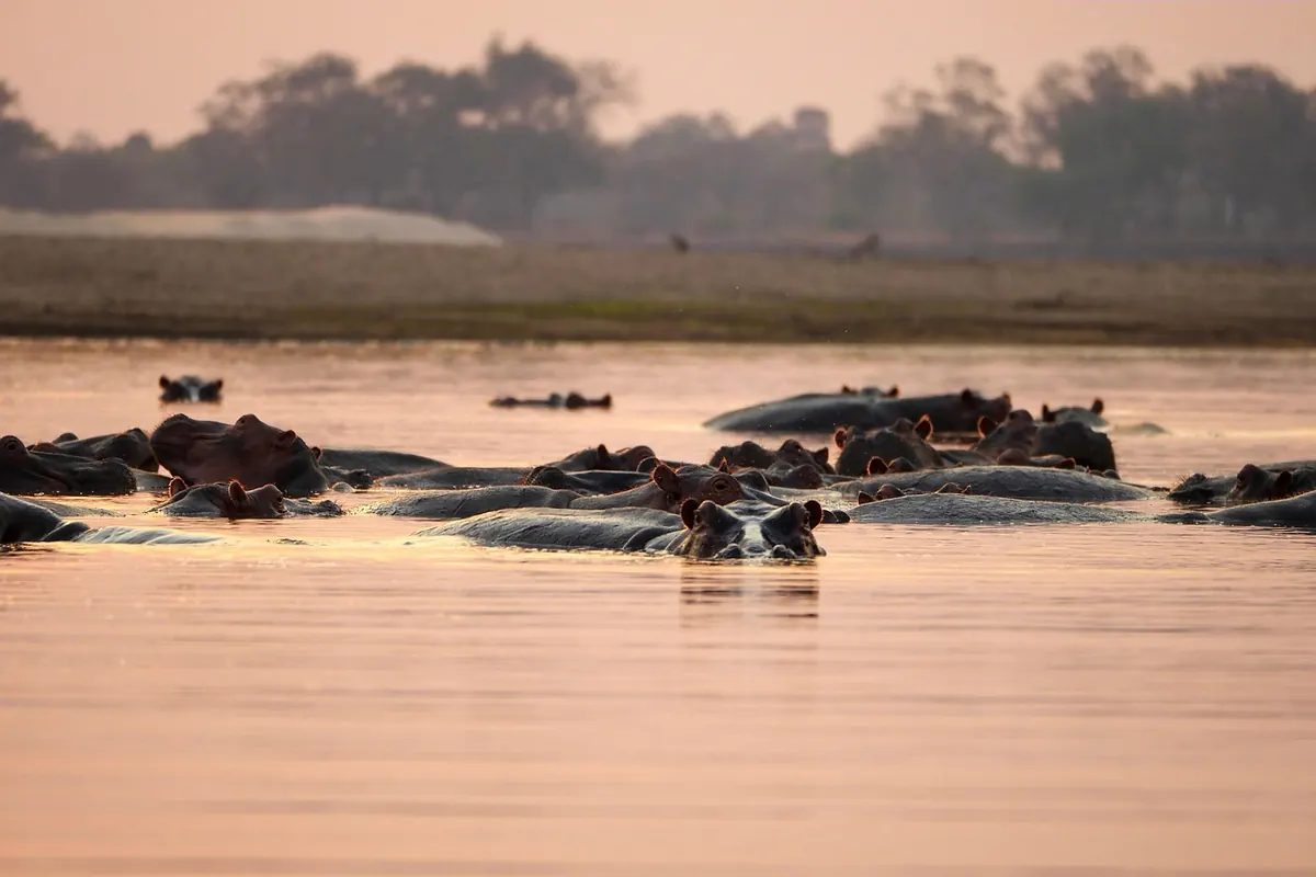 7 Common Mistakes to Avoid When Booking a Luxury Safari